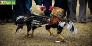 Đá Gà Cựa Dao Là Gì?
